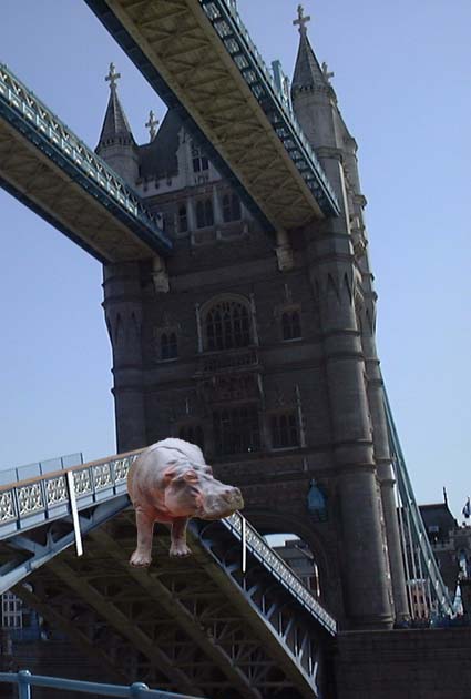 hippo causes blockage.jpg