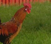 TwoChickensAnd ACock.jpg