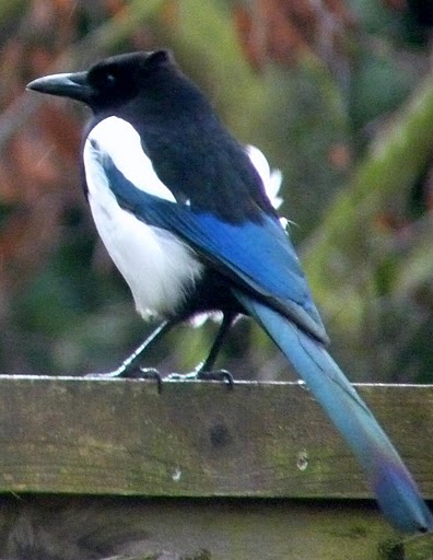 Magpie.JPG