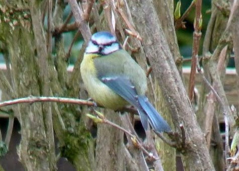 BlueTit.jpg
