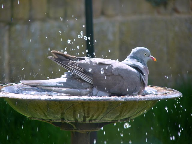 Woodpigeon_having_bath.JPG