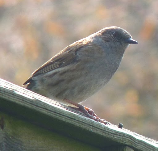 Dunnock.JPG