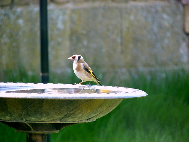 GoldFinch_on_Bird_Bath.JPG