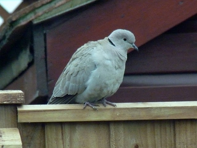 Collared_Dove.JPG