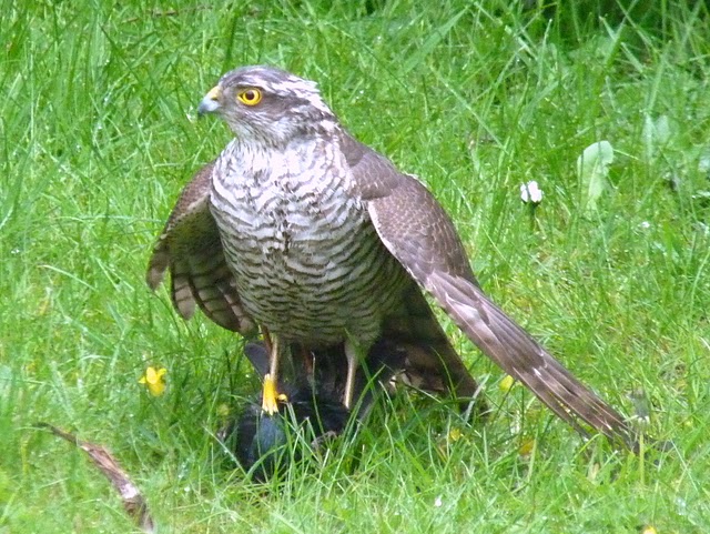Sparrowhawk_caught_starling.JPG