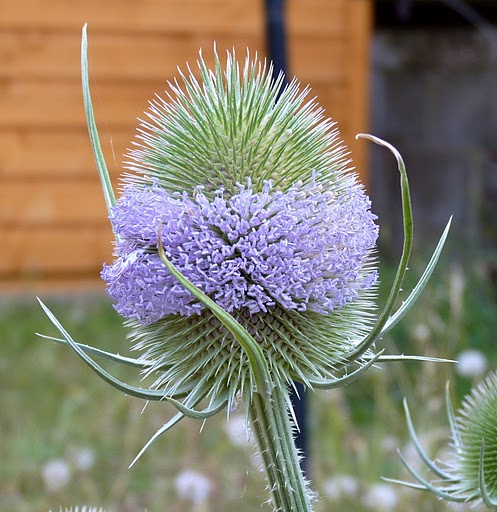 Teazel.JPG