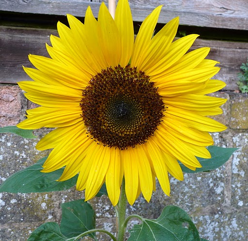 Sunflower.JPG