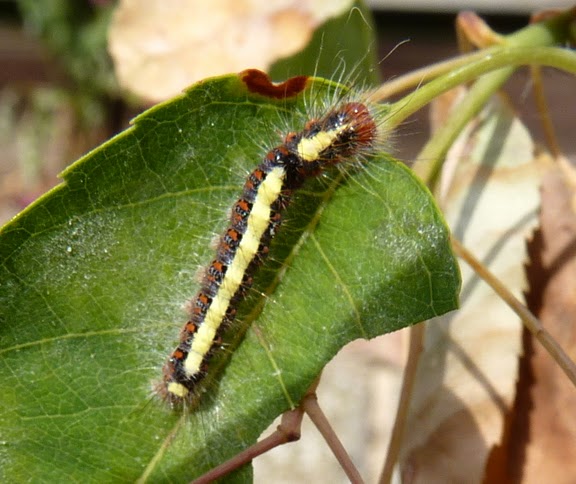grey_dagger_caterpillar_I_think.JPG