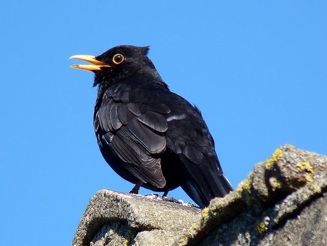 Blackbird_singing.JPG