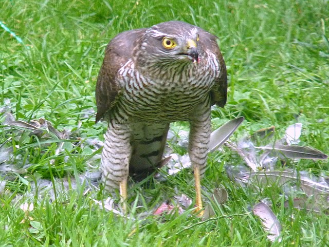Female_Sparrowhawk.JPG